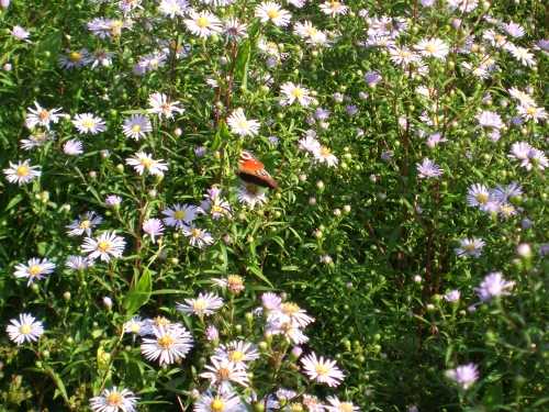 daisies and butterfly