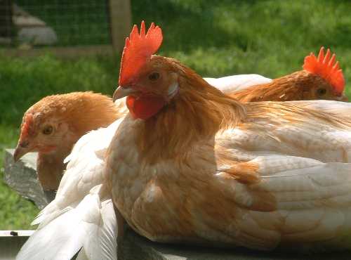 some of our hens
