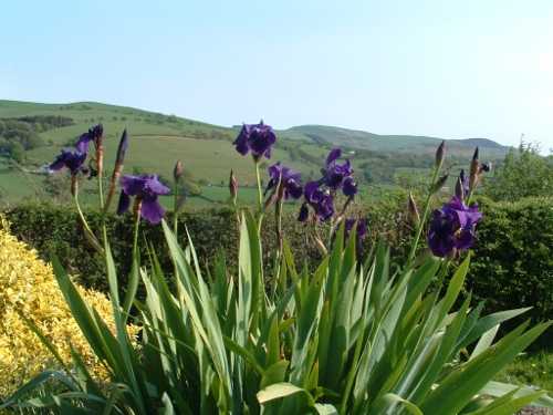 irises and view