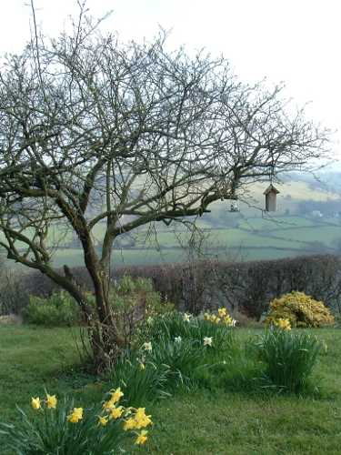 quince tree and daffodils