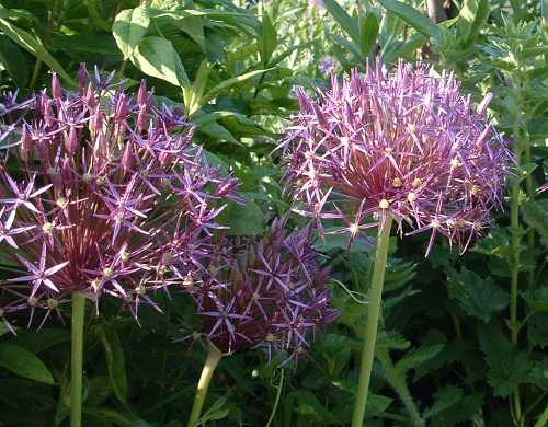 aliums
