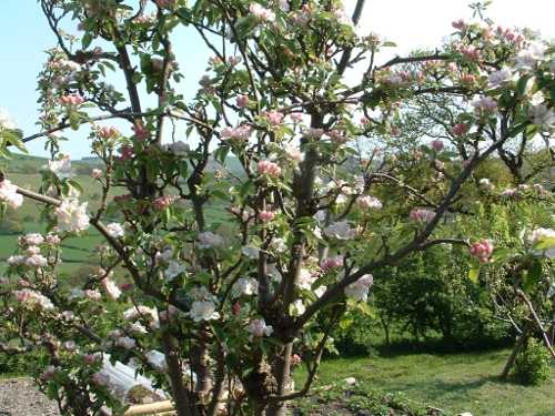 apple blossom
