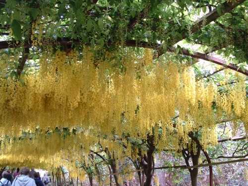 bodnant laburnum
