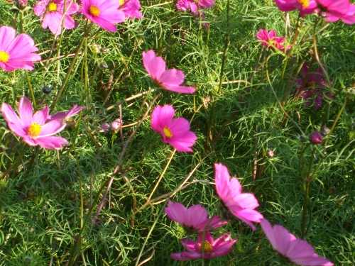 cosmos