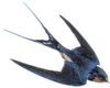 Our logo -  A swallow