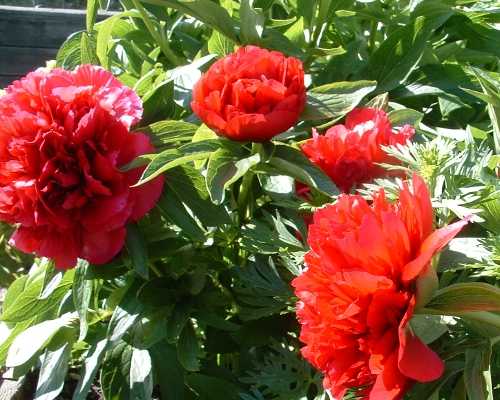 paeonies