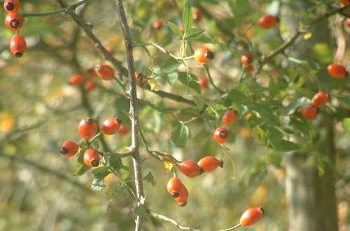 rosehips