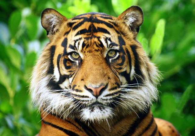 sumatran tiger