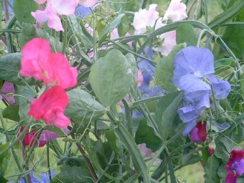 sweetpeas
